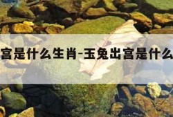 玉兔出宫是什么生肖-玉兔出宫是什么生肖数字