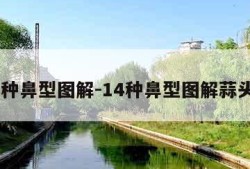 14种鼻型图解-14种鼻型图解蒜头鼻